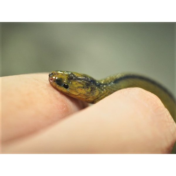 画像3: ■タカチホヘビ　メス　約35.0cm (3)