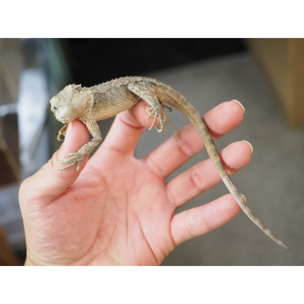 画像3: ■ヒメアゴヒゲトカゲ　No.1　　　　●体長 約23-24.0cm (3)