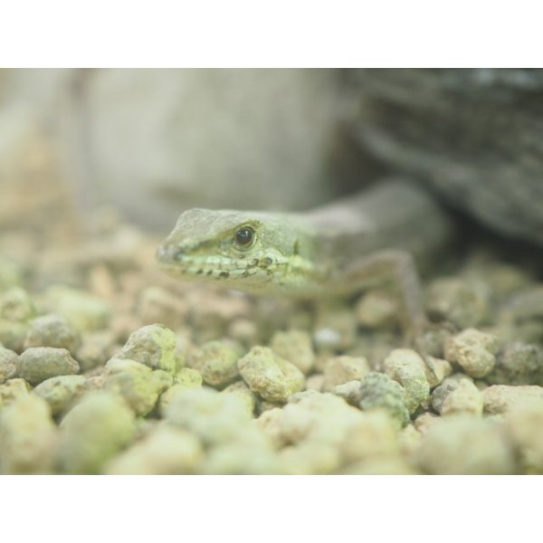 画像3: ■アムールカナヘビ　M　　　　　　　●WC　体長 約7〜10cm (3)
