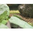 画像2: ■アムールカナヘビ　M　　　　　　　●WC　体長 約7〜10cm (2)