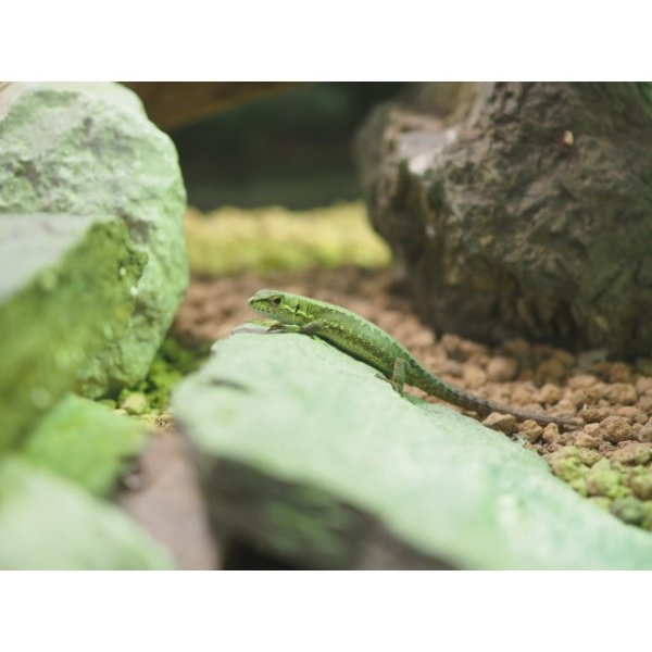 画像2: ■アムールカナヘビ　M　　　　　　　●WC　体長 約7〜10cm (2)