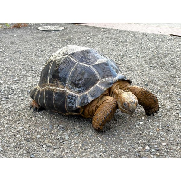 画像5: ■アルダブラゾウガメ　No.1　　　　　■セーシェル諸島産　約380.0mm (5)