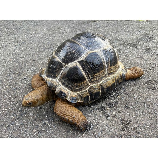 画像5: ■アルダブラゾウガメ　No.2　　　　　■モーリシャス産　約500.0mm (5)