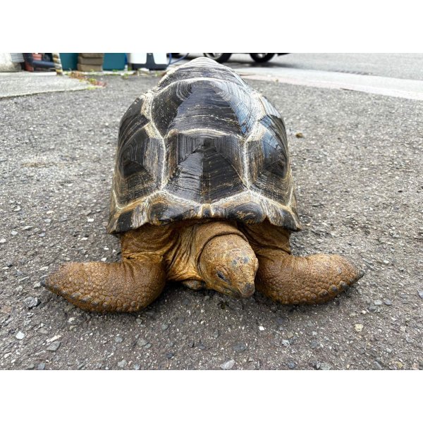 画像6: ■アルダブラゾウガメ　No.2　　　　　■モーリシャス産　約500.0mm (6)