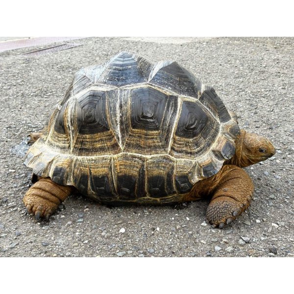 画像3: ■アルダブラゾウガメ　No.2　　　　　■モーリシャス産　約500.0mm (3)