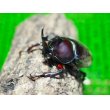 画像1: ■ヤクシマカブトムシ 成虫ペア (1)