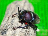 画像: ■ヤクシマカブトムシ 成虫ペア