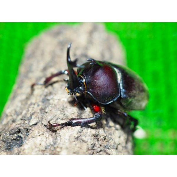 画像1: ■ヤクシマカブトムシ 成虫ペア (1)