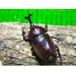 画像2: ■ヤクシマカブトムシ 成虫ペア (2)