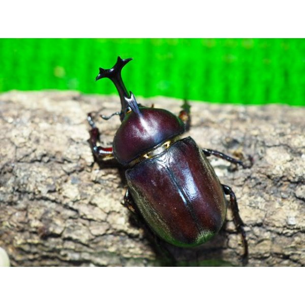画像2: ■ヤクシマカブトムシ 成虫ペア (2)