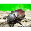 画像3: ■ヤクシマカブトムシ 成虫ペア (3)