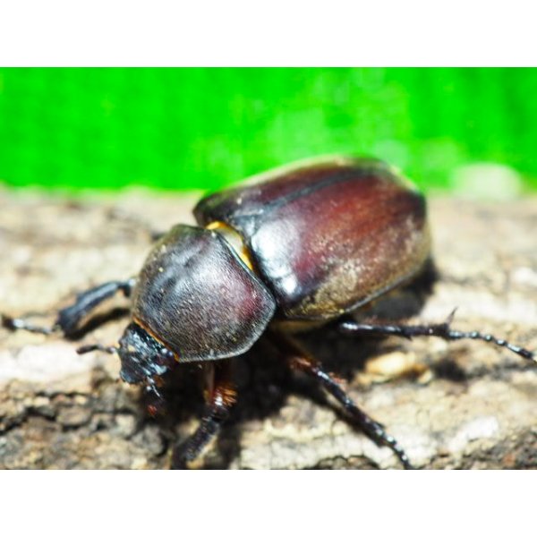 画像3: ■ヤクシマカブトムシ 成虫ペア (3)