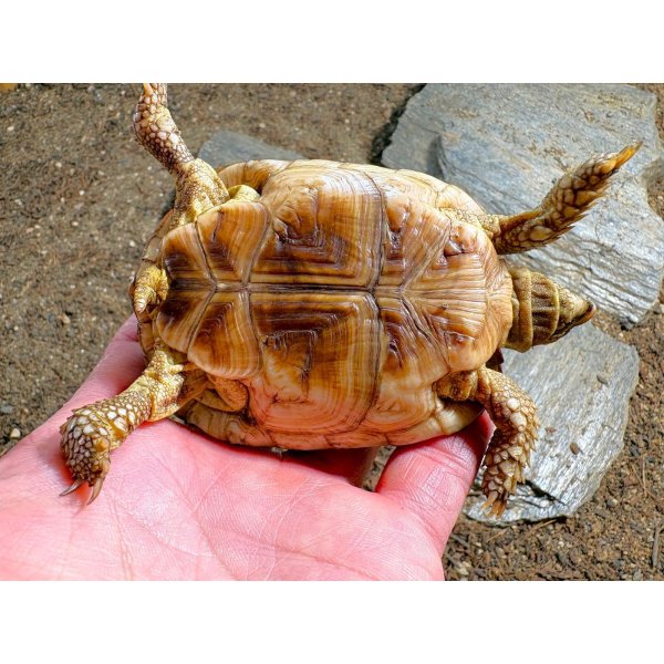 画像4: ■オウムヒラセリクガメ　No.3　　　　■オス　約83.0mm (4)