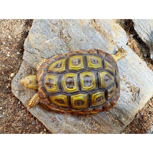 画像3: ■オウムヒラセリクガメ　No.3　　　　■オス　約83.0mm (3)