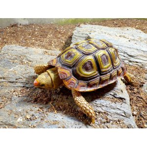 画像: ■オウムヒラセリクガメ　No.3　　　　■オス　約83.0mm