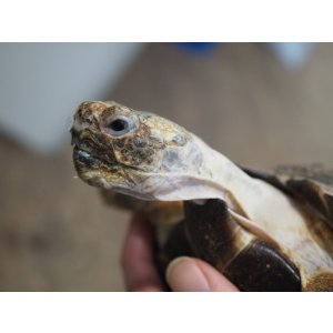 画像: ■テキサスゴファーガメ CB個体 ●性別 メス 約158mm No.2