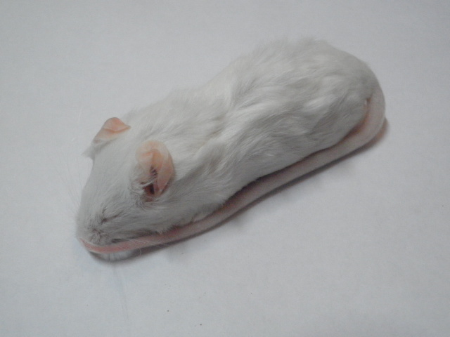 画像1: ■冷凍アダルトマウス　　10匹 (1)